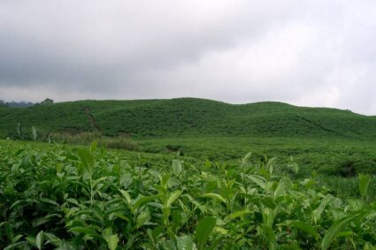 Cameroun : une loi pour structurer la filière bio et conquérir un marché de 136 milliards d’euros