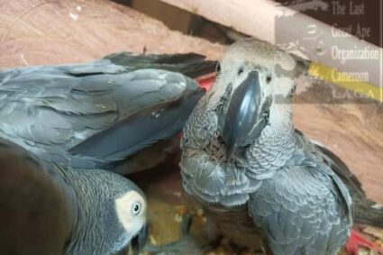 Cameroun : Trois personnes, dont un Ghanéen, arrêtées pour trafic de perroquets